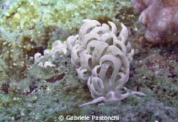 Phyllodesmium Magnum by Gabriele Pastonchi 